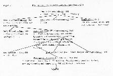 Tafel 24 Linie des Dichters Max v.Schenkendorf